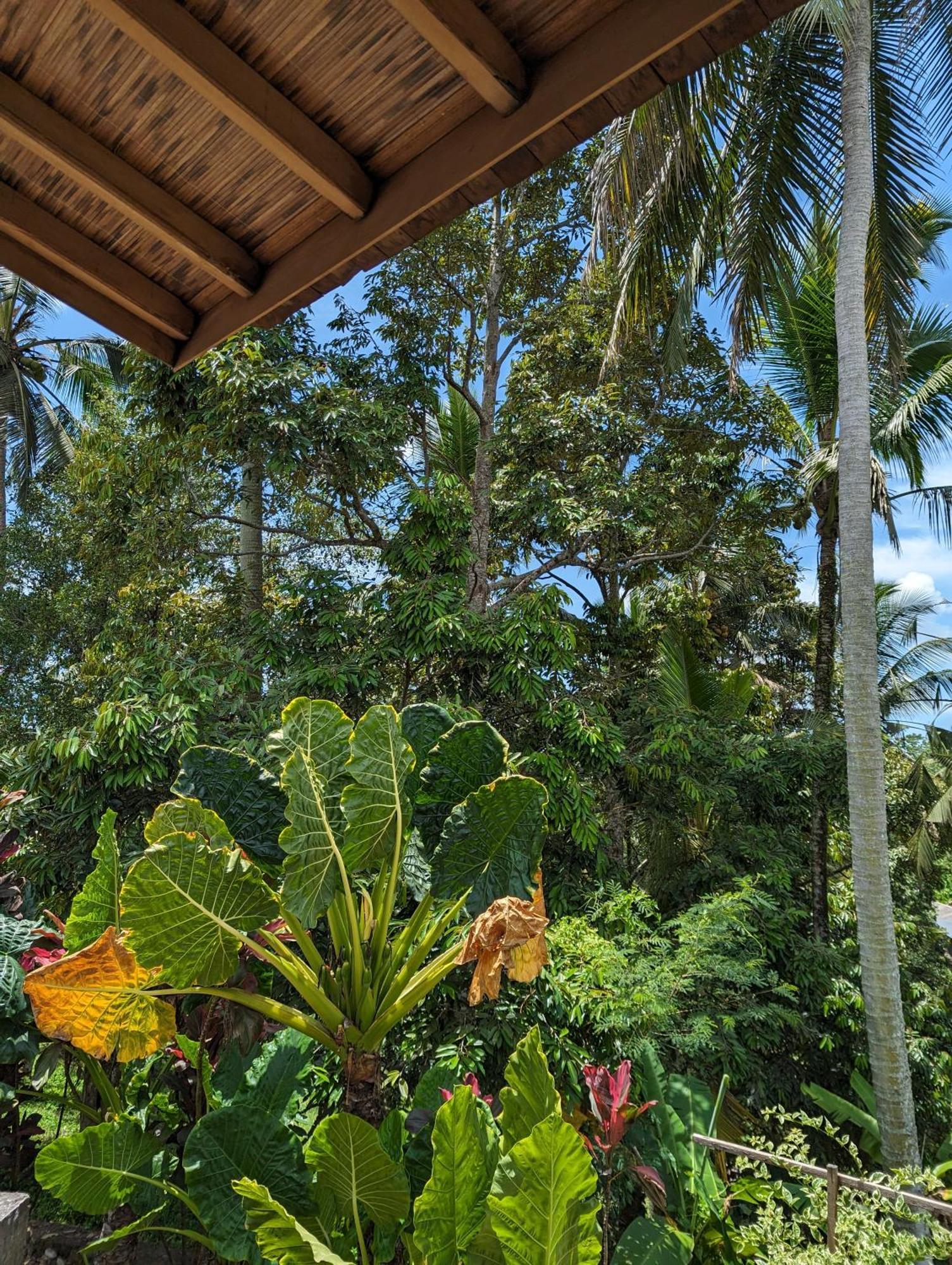 Puri Dajuma Terrace Eco Lodge & Spa Selemadeg  외부 사진