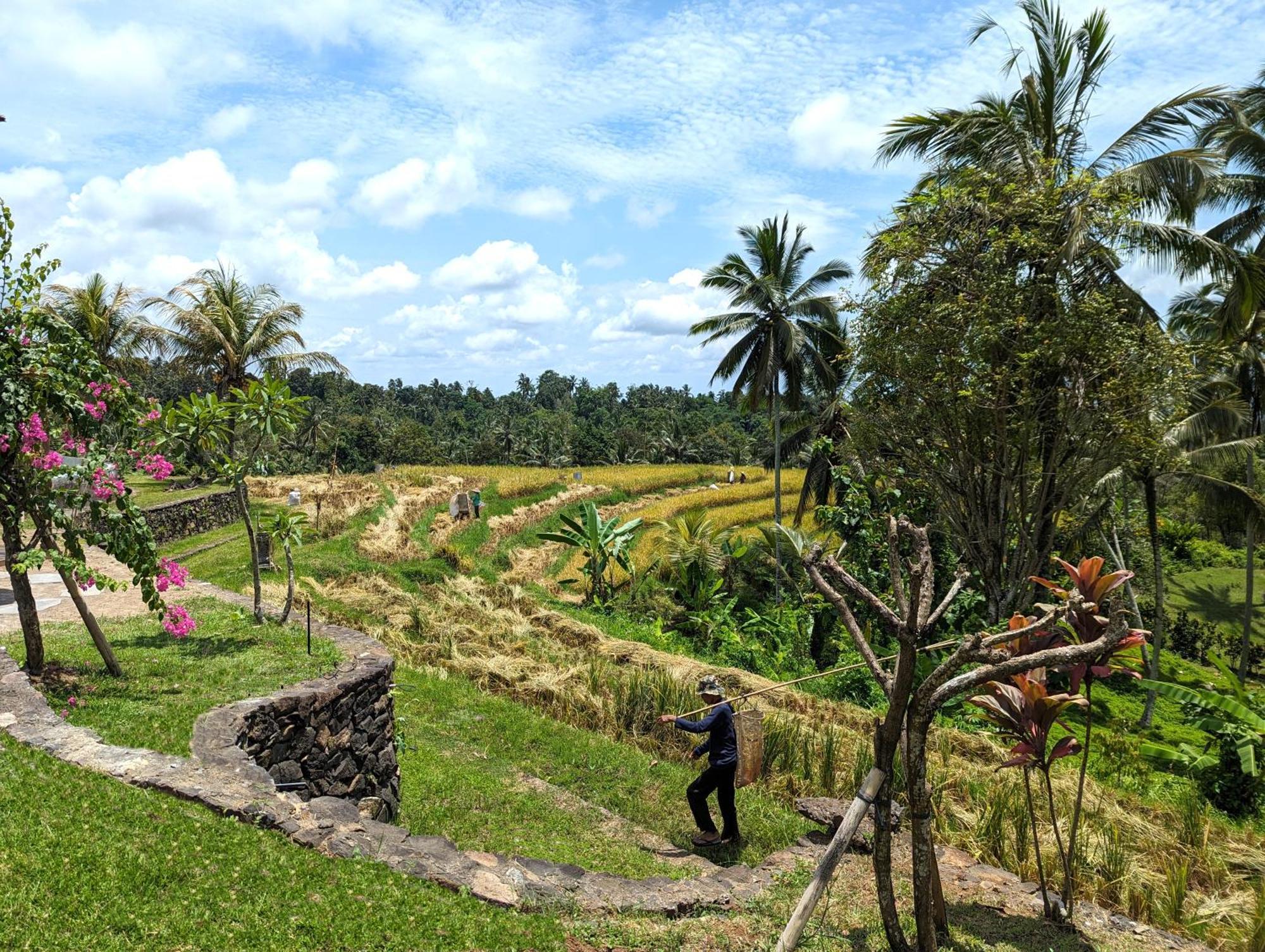 Puri Dajuma Terrace Eco Lodge & Spa Selemadeg  외부 사진