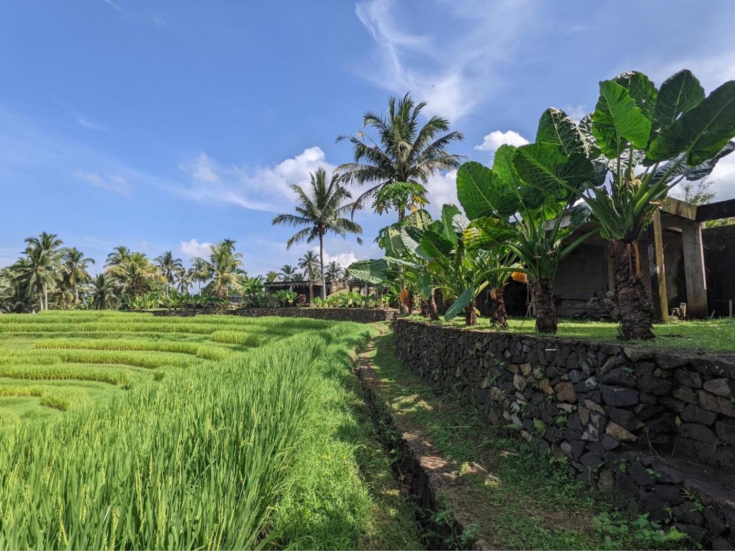 Puri Dajuma Terrace Eco Lodge & Spa Selemadeg  외부 사진